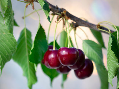 Dwarf Cherry Fruit Seeds