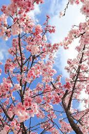 Japanese Flowering Cherry Tree (Prunus serrulata) Oriental Flower Seeds
