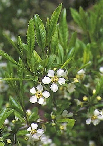 Cherry Prinsepia Chinese Sinensis Edible Red Fruit Tree Shrub Flower Seeds heirloom non-gmo organic garden seeds