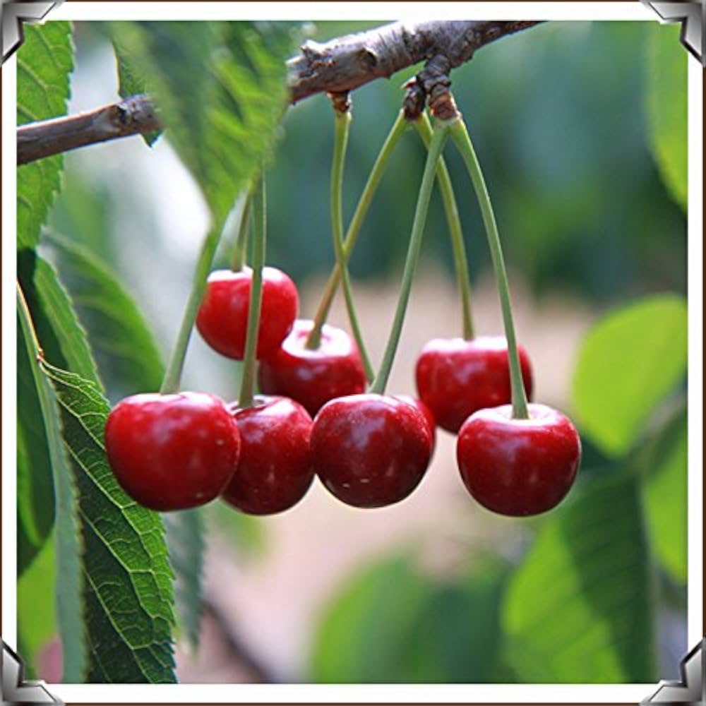 Cherry Fruit Seeds – Delicious, Home-Grown Cherries for Your Garden