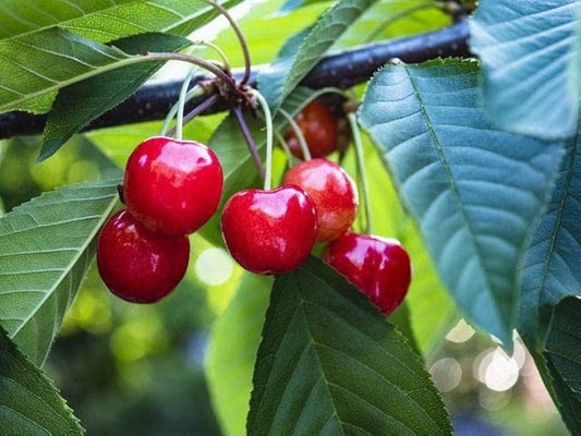 Cherry Fruit Seeds – Delicious, Home Grown Cherries For Your Garden heirloom non-gmo organic garden seeds