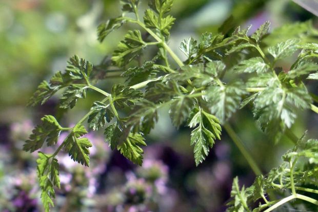 Chervil Anthriscus Cerefolium Seeds heirloom non-gmo organic garden seeds