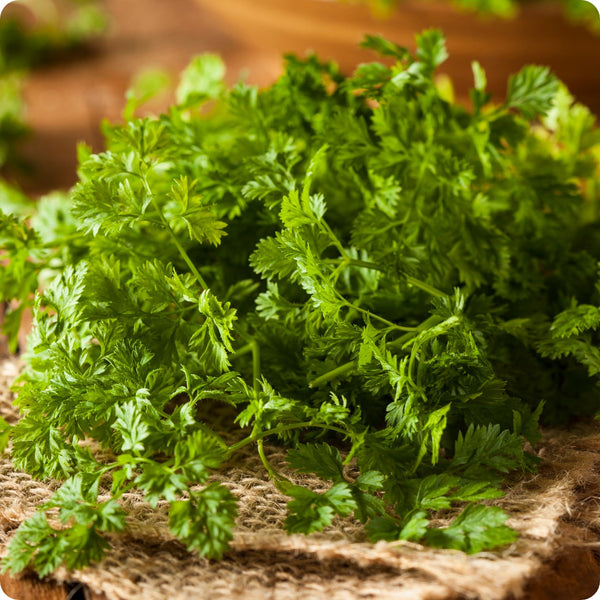 Chervil Seeds Curled Chervil Anthriscus Cerefolium heirloom non-gmo organic garden seeds