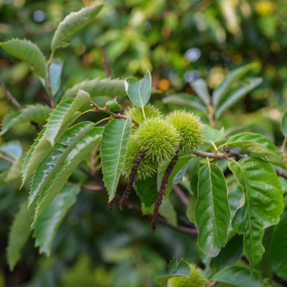 Chestnut Seeds for Easy Planting