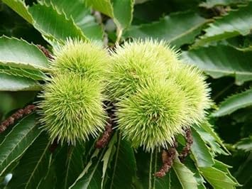 Chestnut Seeds For Easy Planting heirloom non-gmo organic garden seeds