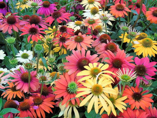 Cheyenne Spirit Coneflower Echinacea Herb Flower Seeds – Orange, Red, Yellow, Purple, Pink, White heirloom non-gmo organic garden seeds