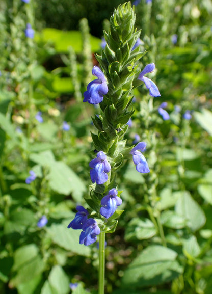 Chia Sage / Salvia (Salvia hispanica) Flower Seeds