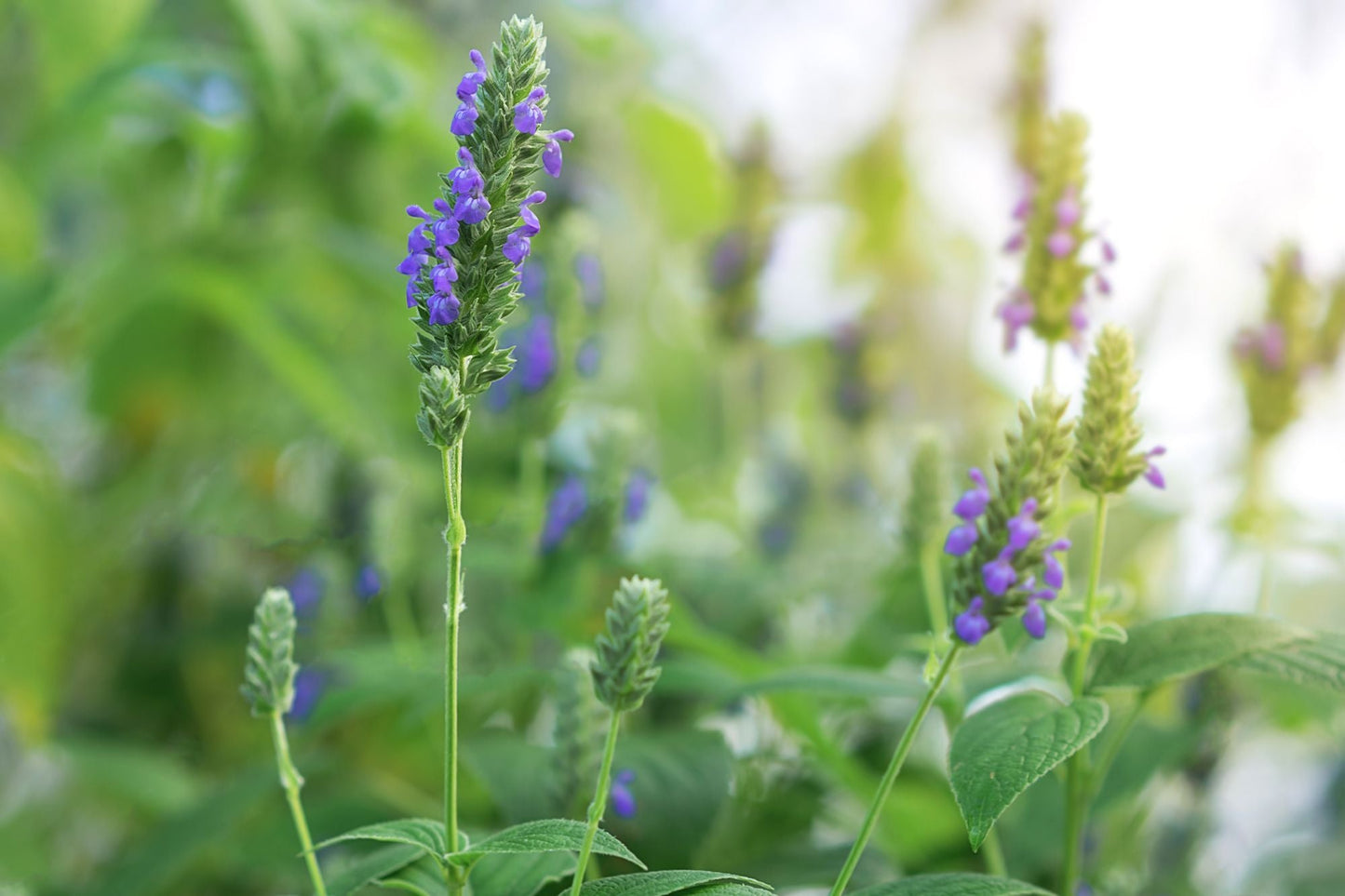 Chia Sage / Salvia (Salvia hispanica) Flower Seeds