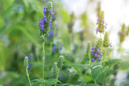 Chia Sage / Salvia (Salvia hispanica) Flower Seeds