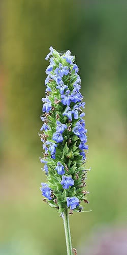 Chia Sage Salvia Salvia Hispanica Flower Seeds heirloom non-gmo organic garden seeds