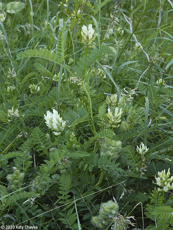 White Astragalus Flower Seeds  Simple Planting for Thriving Blooms