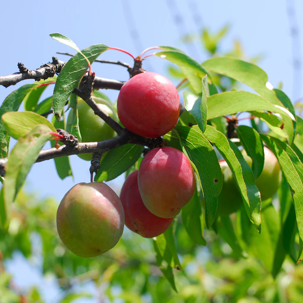 Chickasaw Plum Fruit Seeds