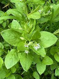 Organic Chickweed (Stellaria media) Herb & Flower Seeds