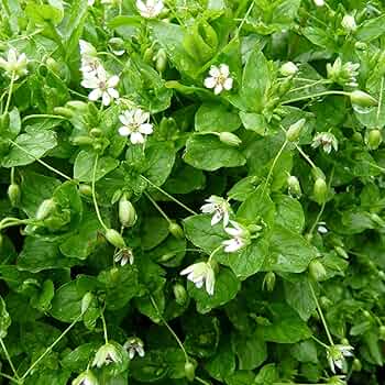 Organic Chickweed (Stellaria media) Herb & Flower Seeds
