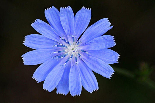 Chicory Cichorium Intybus Flower & Herb Seeds – Blue Daisy, Blue Sailors, Coffeeweed, Succory heirloom non-gmo organic garden seeds