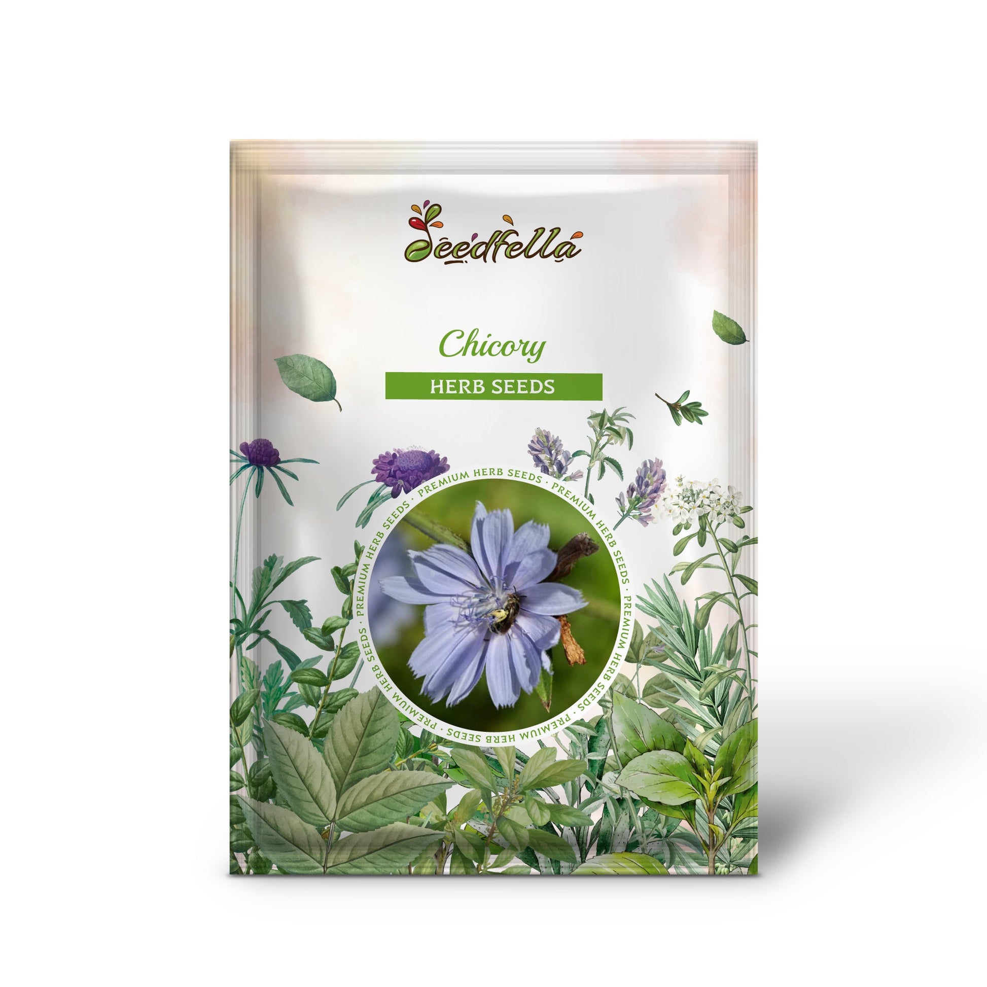 chicory flower seeds Chicory Cichorium Intybus Flower & Herb Seeds – Blue Daisy, Blue Sailors, Coffeeweed, Succory Organic Garden Seeds – Pure Asia Seeds
