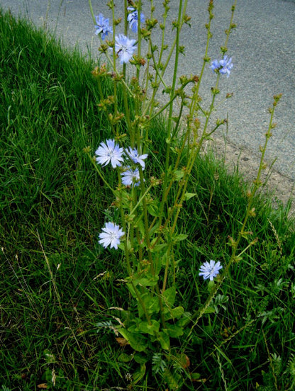 Semi di Fiore e Erba di Cicoria (Cichorium intybus) – Margherita Blu, Marinaio Blu, Erba del Caffè, Cicoria Selvaggia