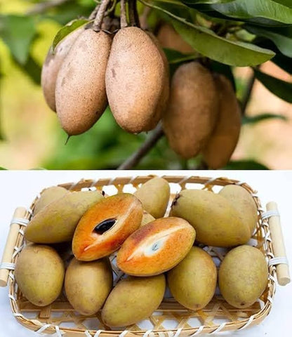sapota plant from seed Sapota Seeds For Planting Manilkara Zapota Fruit Patch Tropical Garden Organic Garden Seeds – Pure Asia Seeds