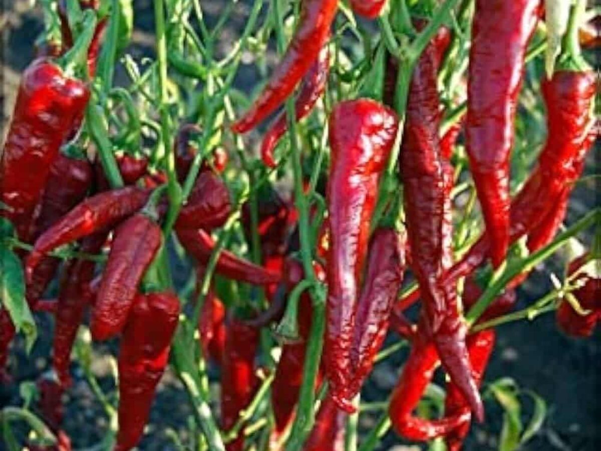 drying chilli seeds for planting Kashmiri Chili (Capsicum annuum) Vegetable Seeds for Planting – Heirlo – Pure Asia Seeds