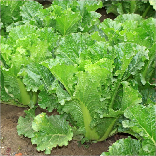 Michihili Cabbage Vegetable Seeds