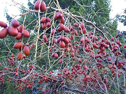 Red Chinese Date Tree (Ziziphus jujuba) Edible Fruit – Jujube Tree Seeds