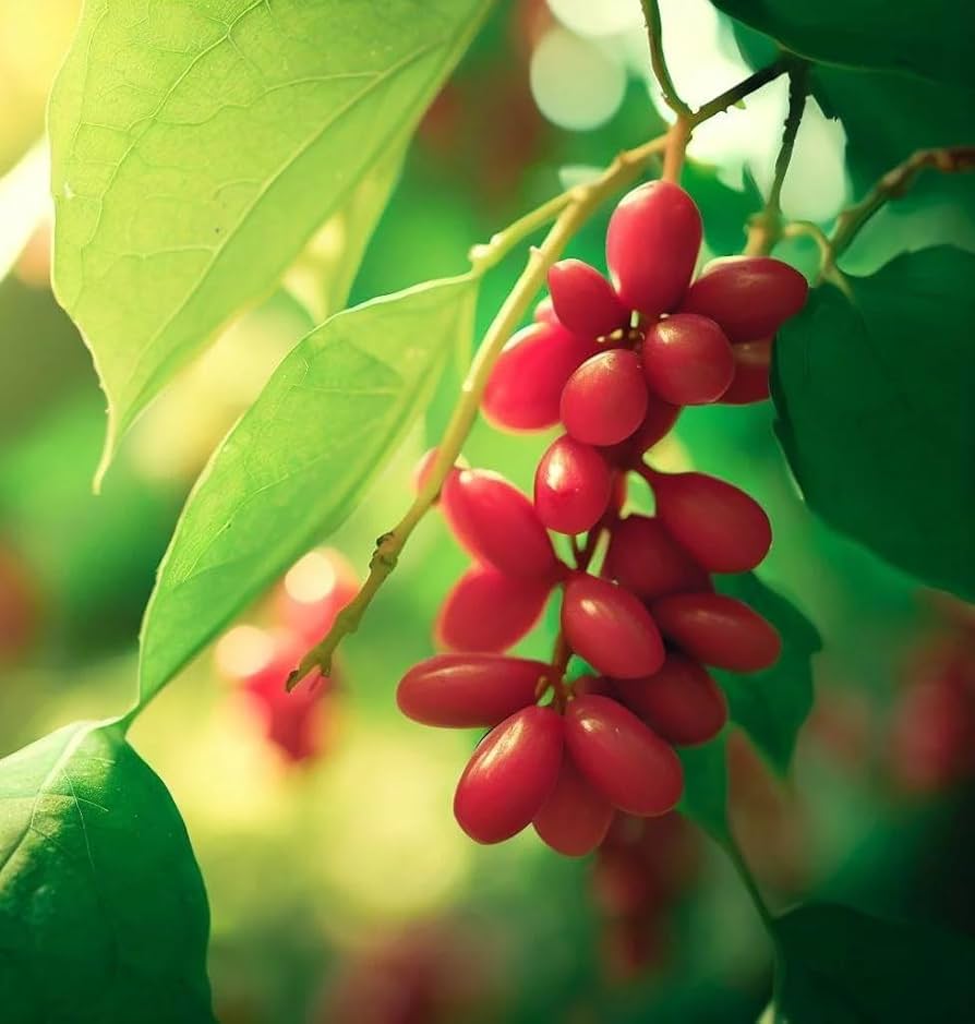 Chinese Magnolia Vine Seeds for Planting Schisandra Chinensis edible landscape shade garden