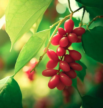 Chinese Magnolia Vine Seeds for Planting Schisandra Chinensis edible landscape shade garden