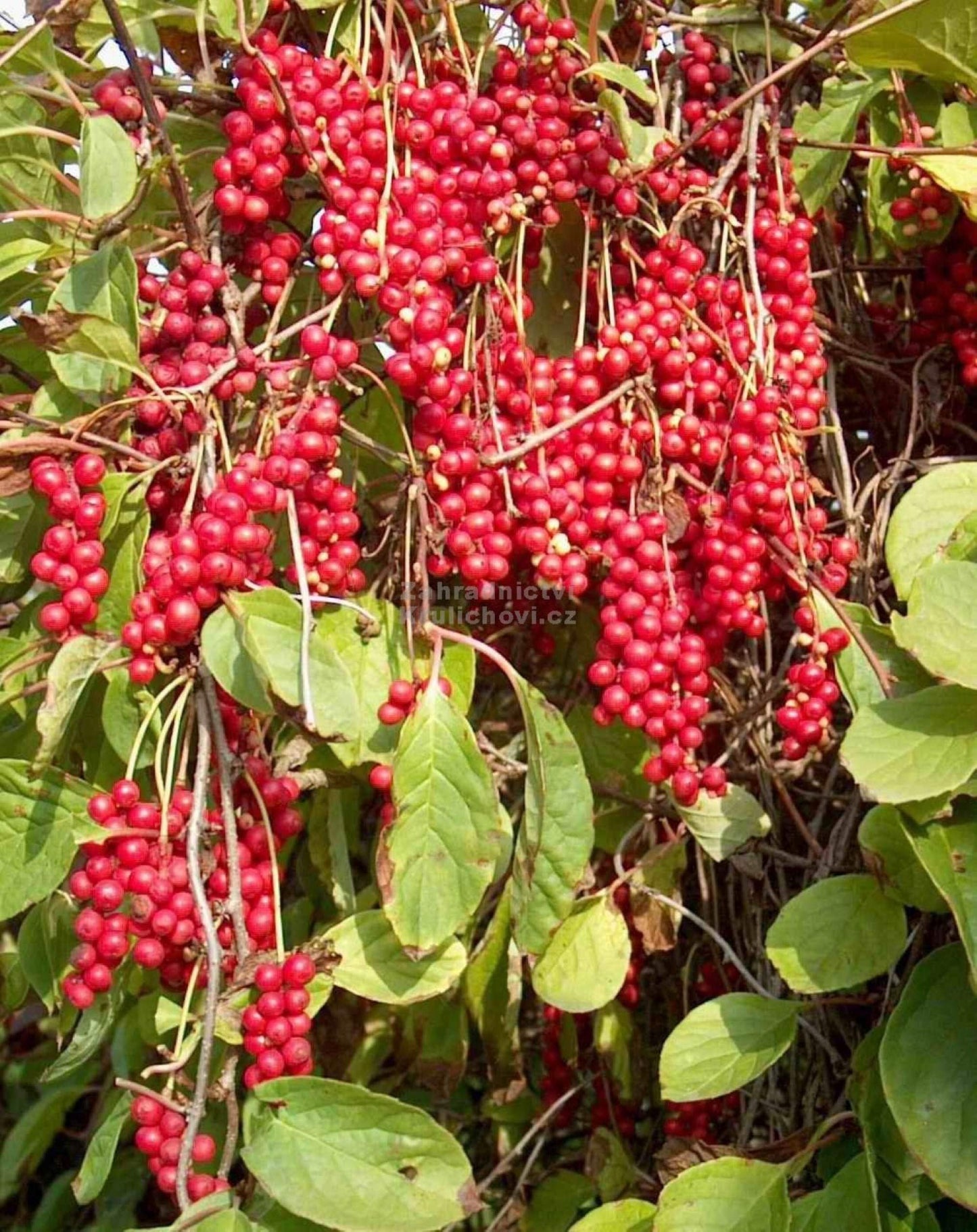 Chinese Magnolia Vine Seeds For Planting Schisandra Chinensis Edible Landscape Shade Garden heirloom non-gmo organic garden seeds