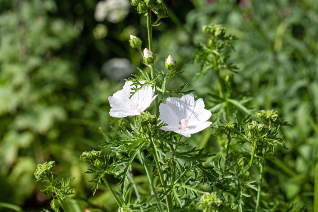 Chinese Mallow (Malva verticillata) Musk or Cluster Mallow White Flower Herb Mauve Frisee Vegetable Seeds