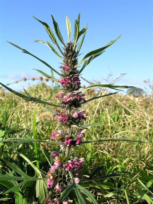 Pink Chinese Motherwort Leonurus Japonicus Siberian Honey Herb Flower Seeds heirloom non-gmo organic garden seeds