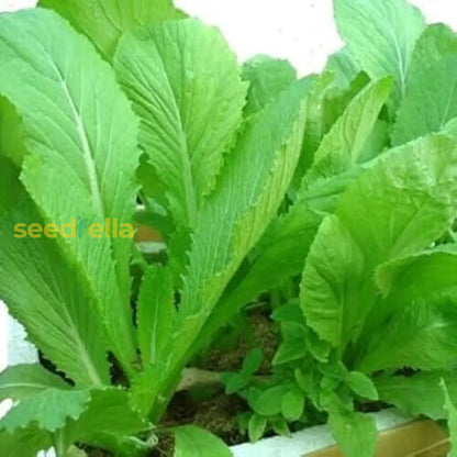 Chinese Mustard Seeds for Planting