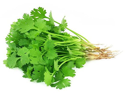 Cilantro / Coriander / Chinese Parsley (Coriandrum sativum) Herb Flower Seeds – Seeds