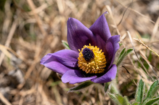 Pulsatilla Chinensis Chinese Purple Pasque Flower Anemone Herb Seeds Seeds heirloom non-gmo organic garden seeds