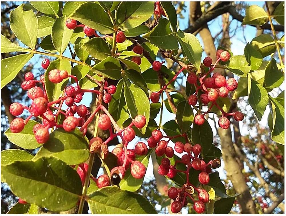 Chinese Pepper Seeds For Planting Zanthoxylum Simulans Spice Garden Edible Backyard heirloom non-gmo organic garden seeds