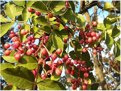 Chinese Pepper Seeds For Planting Zanthoxylum Simulans Spice Garden Edible Backyard heirloom non-gmo organic garden seeds