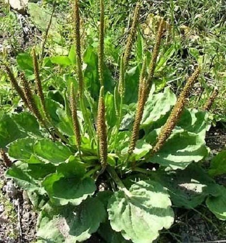 Chinese Plantain Plantago Asiatica Herb Flower Seeds heirloom non-gmo organic garden seeds