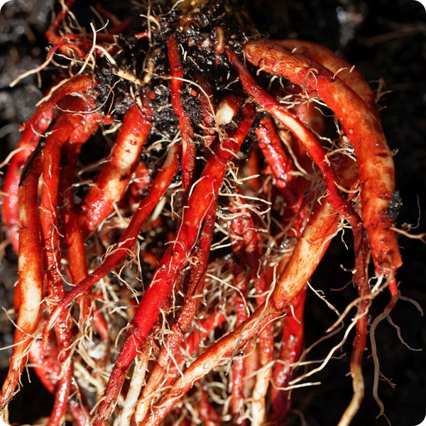 Chinese Red Rooted Sage Salvia Miltiorrhiza Seeds heirloom non-gmo organic garden seeds