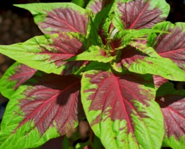 Amaranthus Mangostanus (Tampala Amaranth) Seeds - Tropical Edible Green with Nutritious Leaves