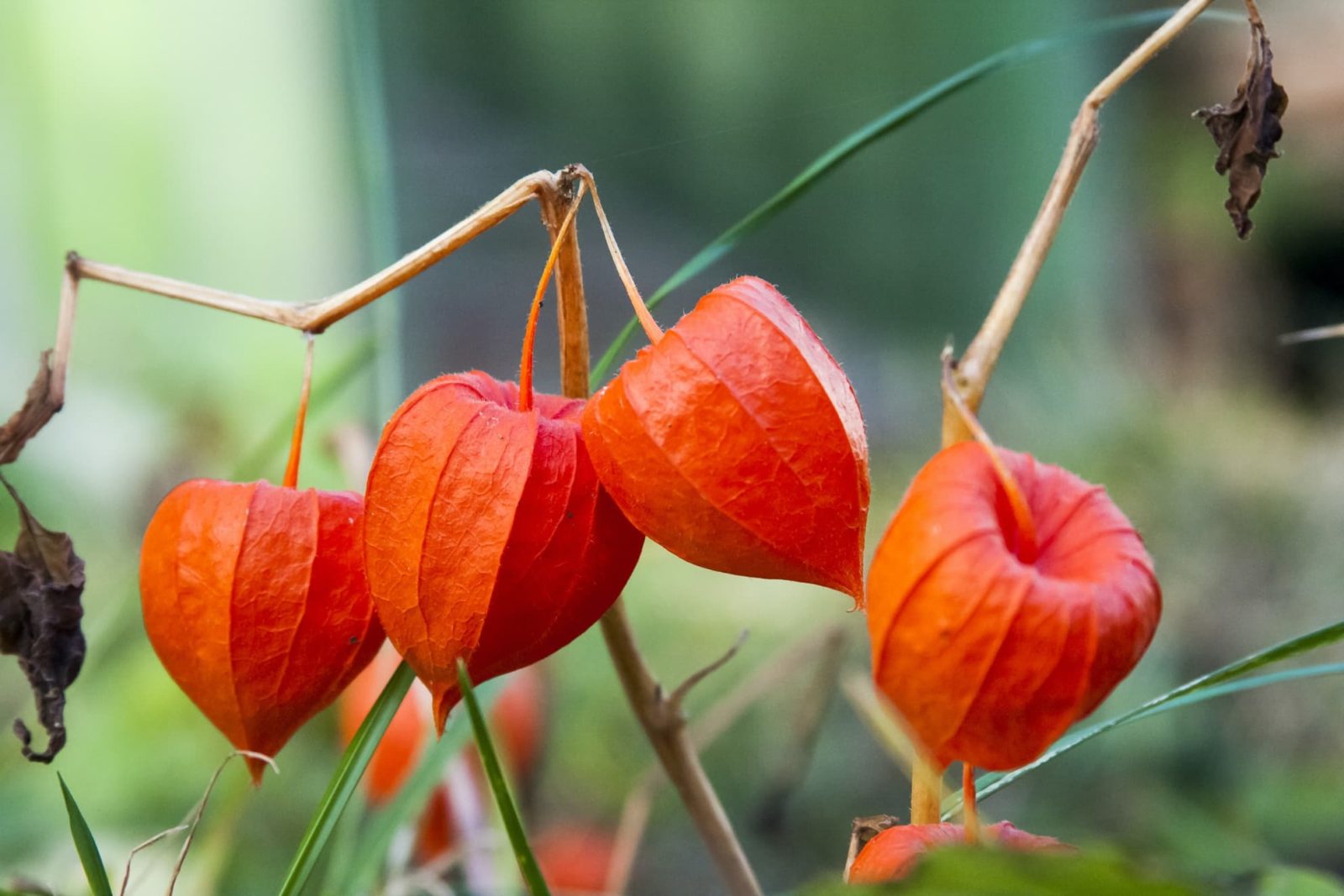 lantern plant seeds Lantern (Physalis alkekengi) Flower Seeds for Planting – Heirloom, Non – Pure Asia Seeds