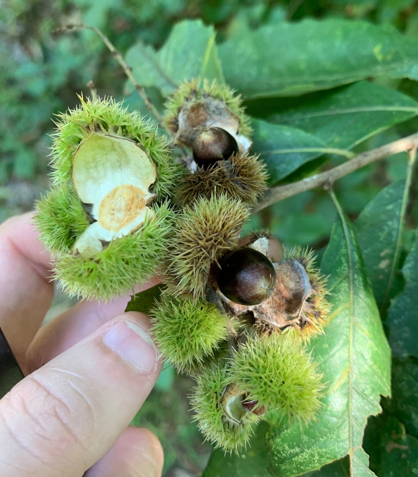 Chinquapin Chestnut Tree Seeds - Castanea pumila (Dwarf Chestnut)