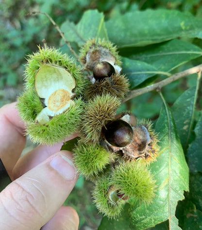 Chinquapin Chestnut Tree Seeds - Castanea pumila (Dwarf Chestnut)
