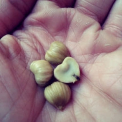 Chinquapin Chestnut Tree Seeds Castanea Pumila Dwarf Chestnut heirloom non-gmo organic garden seeds