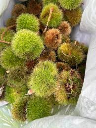 Chinquapin Chestnut Tree Seeds - Castanea pumila (Dwarf Chestnut)
