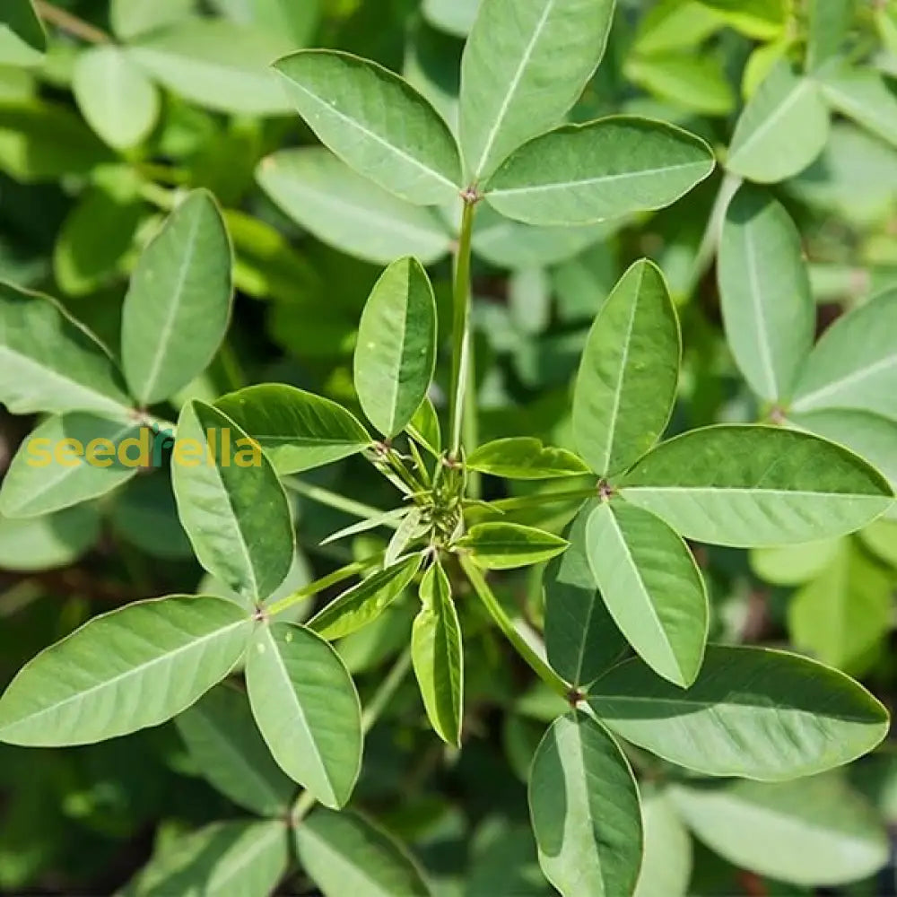 Chipilin Guatemalan Vegetable Seeds For Planting heirloom non-gmo organic garden seeds