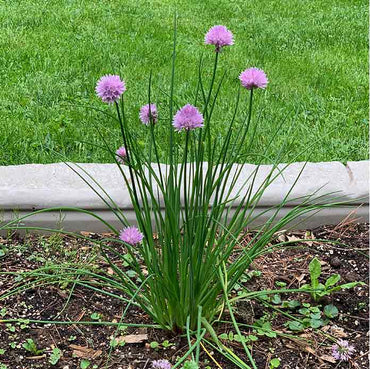 Garlic Chives Herb Seeds