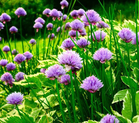 Chive Allium Schoenoprasum Seeds heirloom non-gmo organic garden seeds