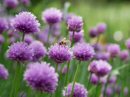 Chive (Allium Schoenoprasum) Herb Seeds