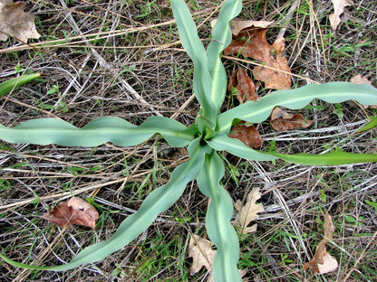 Wavy-Leafed Soap Plant (Chlorogalum pomeridianum) - California Soaproot, Amole Lily, Laothoe, White & Purple Striped Flower Native Herb Seeds