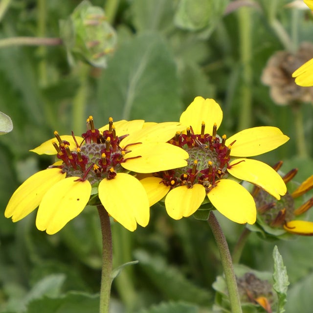 Chocolate Daisy Flower Seeds