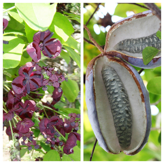 Bulk Chocolate Vine Akebia Quinata Edible Fruit & Fragrant Flower Seeds heirloom non-gmo organic garden seeds
